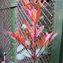 Photinia x fraseri