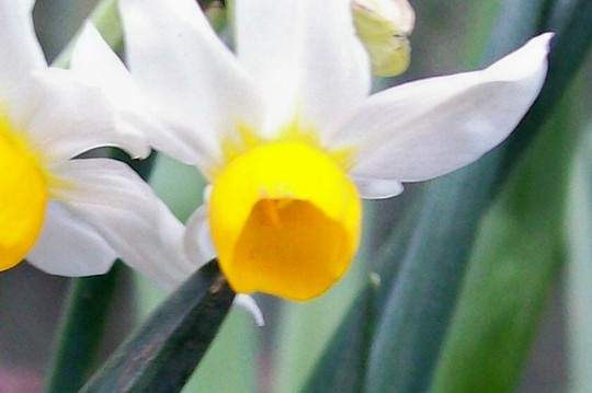 Jack Snipe - close up! (Narcissus)