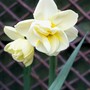 Cheerful1