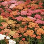 Achillea Millefolium 'Summer Berries' 72 plug plants