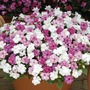 Impatiens (Busy Lizzie) Fanciful Sweetheart Plants