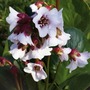 Bergenia Harzkristall Plants