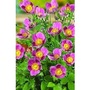 Japanese Anemone Lady Diana x 5 plants