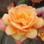 Begonia Illumination Apricot Shades Plants