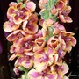 Verbascum Jester Plants