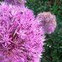 Allium Collection
