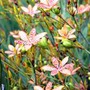 Belamcanda chinensis (Blackberry Lily)