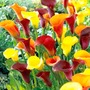 Calla Mixed