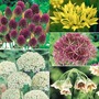 The outstanding Allium Collection