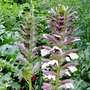 Acanthus Mollis