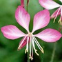 Gaura Summer Emotions