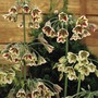 Nectaroscordum Siculum