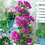 Bougainvillea Purple Pyramid