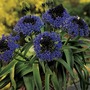 Scilla Peruviana