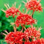 Nerine sarniensis