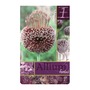 Allium Forelock