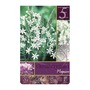 Ornithogalum Magnum