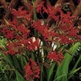Crocosmia Twin Pack - Lucifer and George Davidson