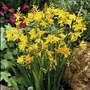 Crocosmia George Davidson
