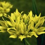 Allium Moly