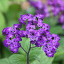 Heliotrope