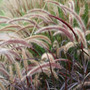 fountain grass