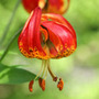 lily