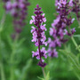 meadow sage