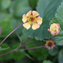 avens