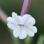 Australian tobacco plant