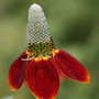 mexican hat