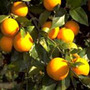 sweet orange