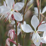 Gaura Vanilla