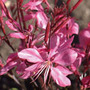 gaura