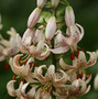 turkscap lily