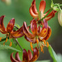 turkscap lily