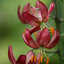 turkscap lily