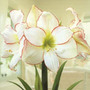 amaryllis Picotee