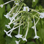 tobacco plant