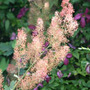 Plume Poppy