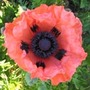 oriental poppy