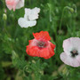 field poppy
