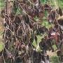 weeping copper beech