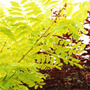 false acacia