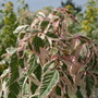 ash leaved Maple
