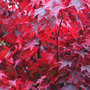 Acer palmatum 'Atropurpureum' (Japanese maple)