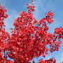 red maple