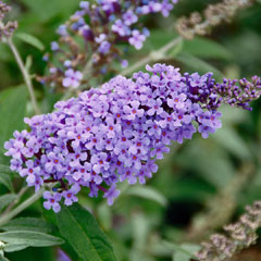 Buddleja Buzz Lavender - 1 plug plant