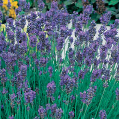 Lavender Munstead - 5 pots