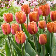 Tulip Brown Sugar - 8 bulbs